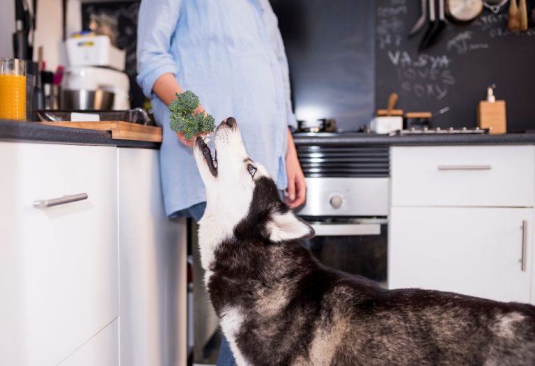 Kitchen Safety for Pets: Tips Every Owner Should Know