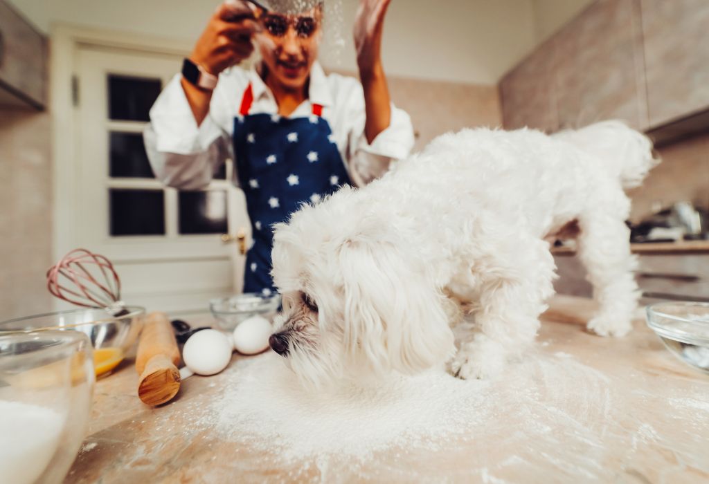 Why Kitchen Safety for Pets Matters