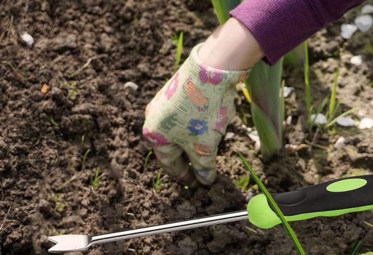 How to Use a Fishtail Weeder for Effortless Weed Pulls