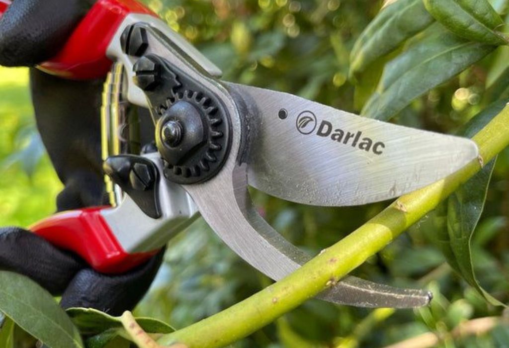 Why Sharp Pruning Shears Matter