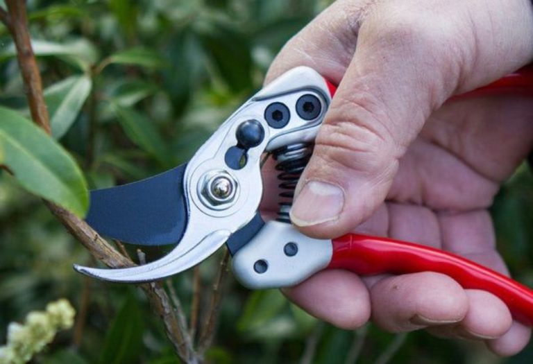 How to Sharpen Pruning Shears for Razor-Sharp Cuts