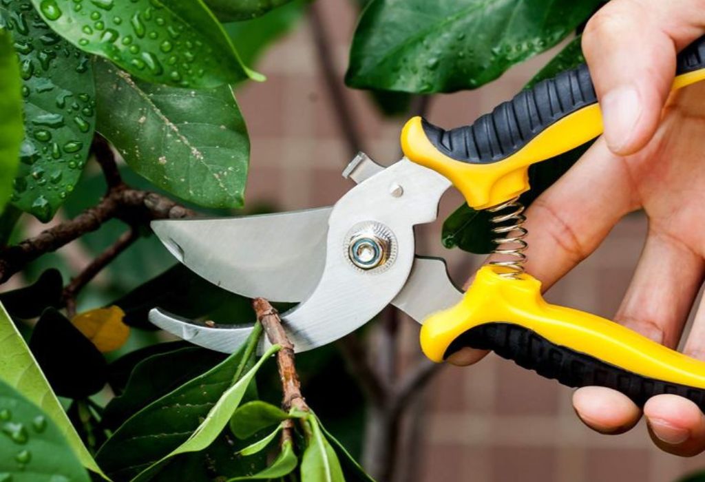 Why Clean Pruning Shears Matters