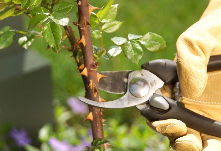 How to Clean Pruning Shears and Prevent Rust Fast
