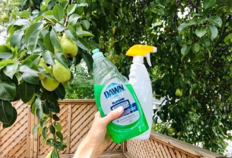  Will Dawn Dishwashing Liquid Kill Fleas And How Effective Is It Really